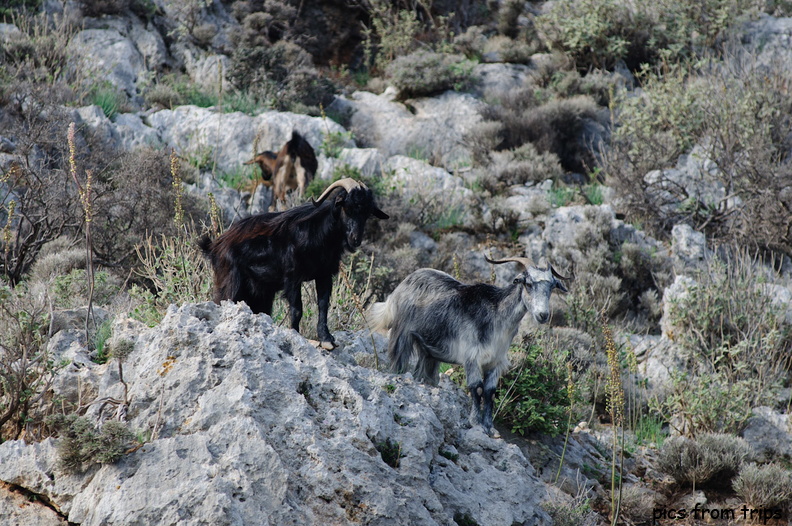 goats in the hills2010d17c133.jpg